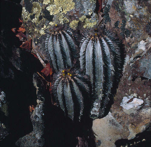 Uebelmannia pectinifera