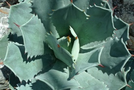 Agave isthmensis