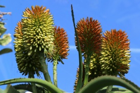 Aloe helenae