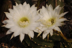 Echinopsis eyriesii cf.