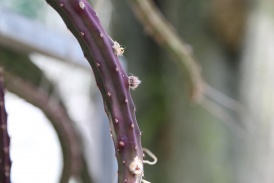 Erste Knospen versprechen die sommerliche Blüte