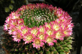 Mammillaria mystax