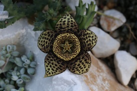 Orbea variegata